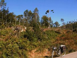 bei/near Kniebis
Sturmwurf durch Lothar
windfall due to 1999 storm Lothar