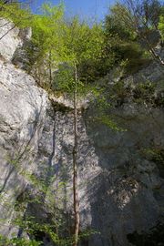 Donaudurchbruch
Danube Gorge at Swabian Alp