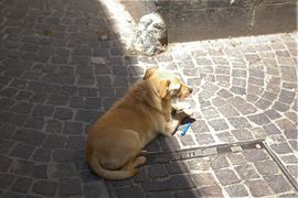 Sulmona