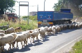 bei/near Maddaloni