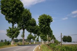 bei/near Piacenza d'Adige