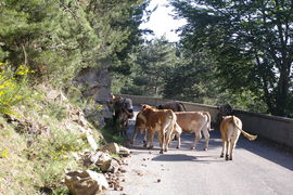 Calabria - Aspromonte