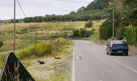 Calabria - bei/near Rocceletta