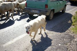 Campania - bei/near Maddaloni (Caserta)
