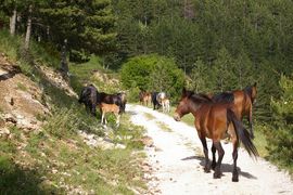 Abruzzo - Monti Marsicani