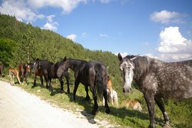 Abruzzo - Monti Marsicani