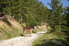 Abruzzo - Monti Marsicani