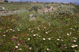 Selinunte