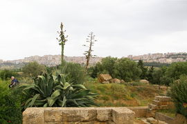 Valle dei Templi
Agrigento