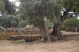 Valle dei Templi