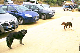 Attenti al cane