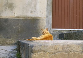 Calascibetta