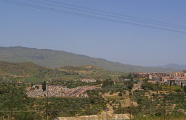 Regalbuto