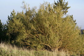 Genista aetnensis