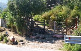 Monti Peloritani
Strada Statale di Sella Mandrazzi
