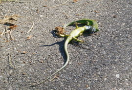 Wildlife