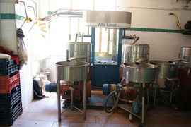 Frantoio