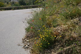 bei/near Bagaladi