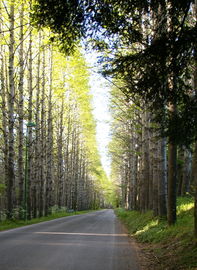 bei/near Gambarie