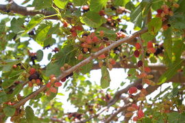 Morus nigra