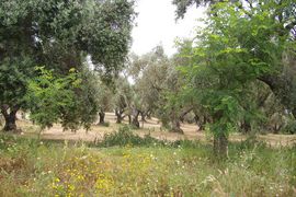 bei/near Borgia