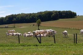 Plateau barrois
