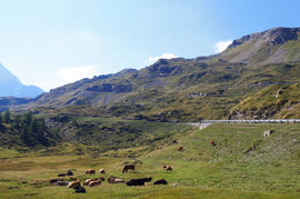Passo del Bernina
Val Campasc