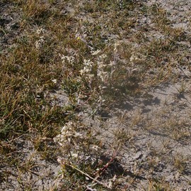 Leontopodium