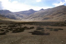 Morey Plains