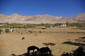 Leh - Khakshal
donkey sanctuary