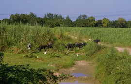near Ghaziabad
Upper Ganga Canal