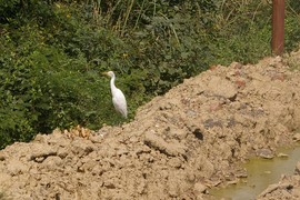 near Sardhana
Upper Ganga Canal
cattle egret / Kuhreiher