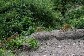 near Rishikesh