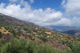 Orosira Dikti
Males