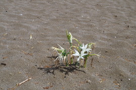Matala
Pancratium Maritimum