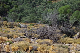 bei/near Skaloti