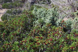 Lavrakas
Mastix - Juniperus macrocarpa