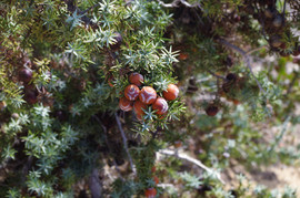 Lavrakas
Juniperus macrocarpa