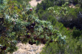 Lavrakas
Juniperus macrocarpa
