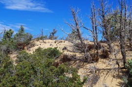 Lavrakas