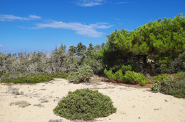 Lavrakas