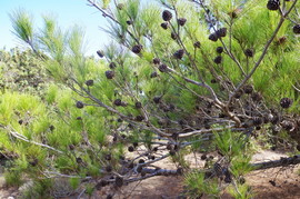Lavrakas
Pinus brutia