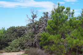 Lavrakas
