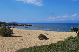 Lavrakas
Gavdopoula