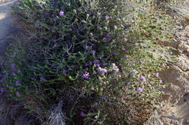 Lavrakas
Thymus capitatus