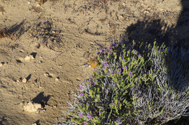 Lavrakas
Thymus capitatus