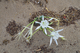 Gialos - Grammeno
Pancratium Maritimum