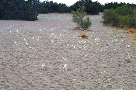 Gialos - Grammeno
Pancratium Maritimum