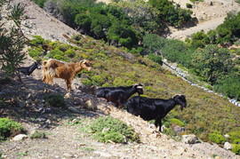 Selino