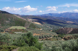 Selino